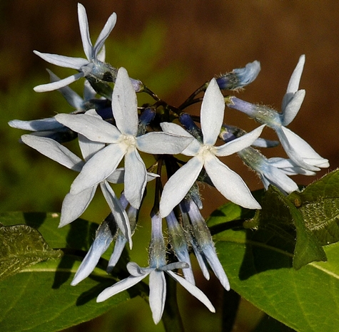 {Amsonia tabernaemontana}
